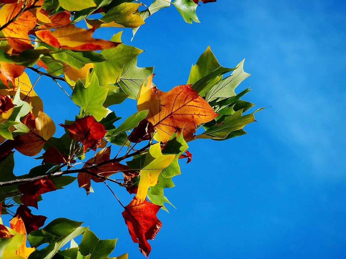 Creating Autumn-Inspired Soundscapes: A Seasonal Guide